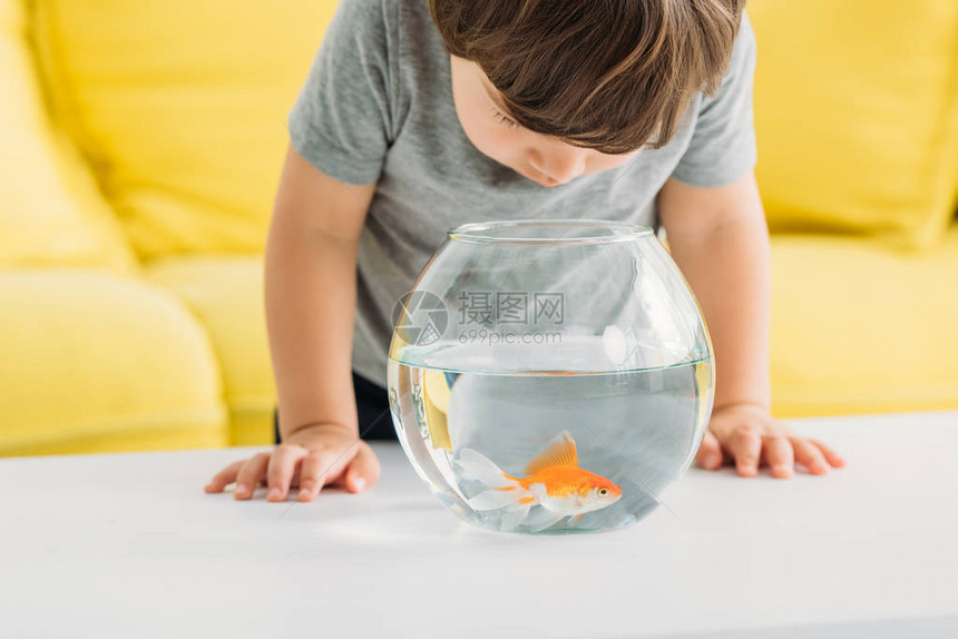 带着金鱼在水族馆里找寻着可图片