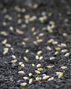 在肥沃的土壤中种植小麦图片