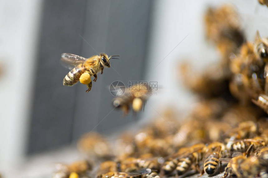 蜜蜂紧闭图片