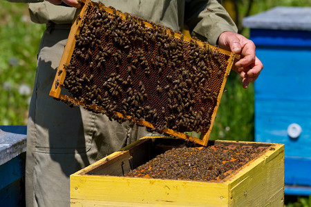 养蜂人和蜂巢蜜蜂和蜜图片