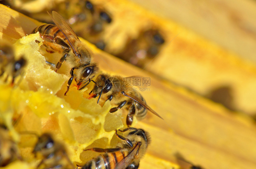 蜜蜂在窝上工作的细节图片