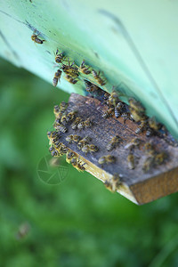 木蜂箱和工作蜜蜂图片