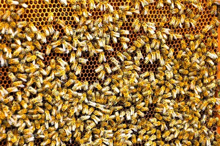 蜜蜂在养蜂业中的蜜蜂模式图片