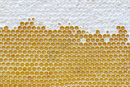 充满蜂蜜的蜂窝养蜂理念图片