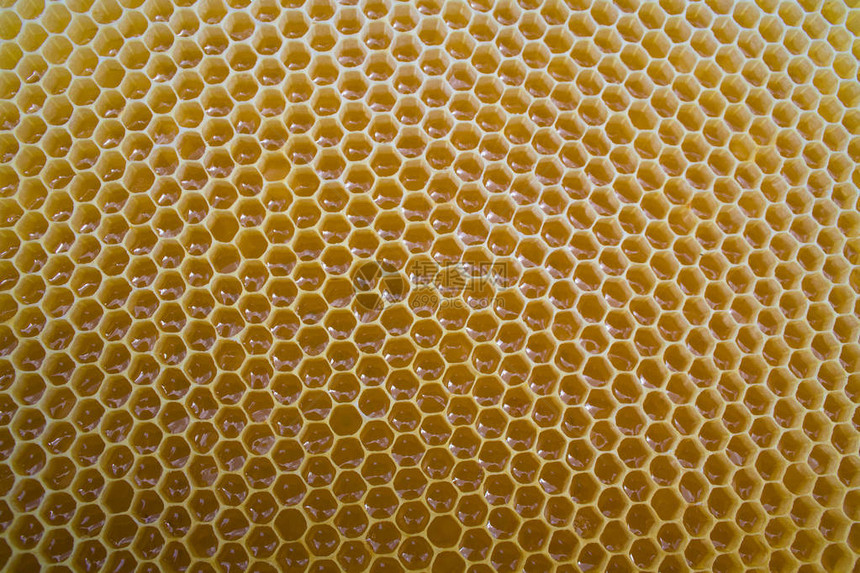 在蜂窝中关闭新鲜蜂蜜图片