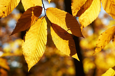 阳光明媚的秋日黄叶背景图片