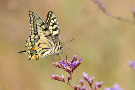 凤蝶玛卡翁燕尾蝶在粉红色的花朵和黄色背景周围飞舞背景