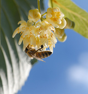 椴树花上的蜜蜂图片
