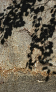 大石头上的树叶阴影图片