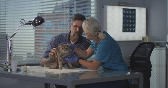 对猫进行超声波扫描的女兽医图片