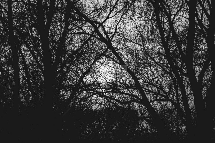 树枝的黑白色照片图片