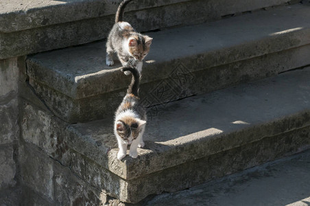两只小猫在户外石梯上玩耍图片
