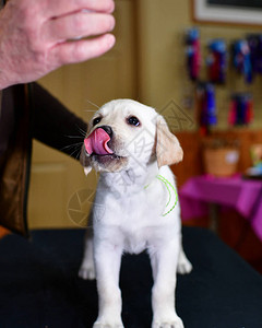 年轻的拉布多猎犬在亚拉山庄玩耍实验室的小狗第图片
