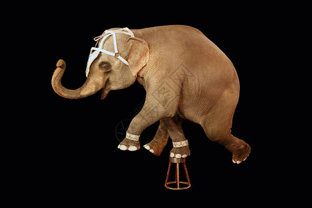 一只大象站在一个站台上的一条腿上马戏团展示了黑色背景图片