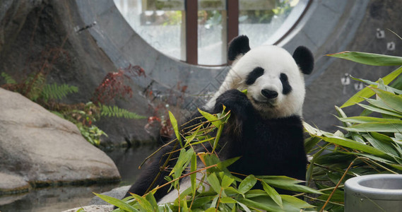 公园里的大熊猫图片