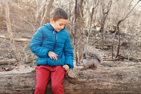 可爱的小男孩坐在倒下的枯树上喂食灰松鼠图片