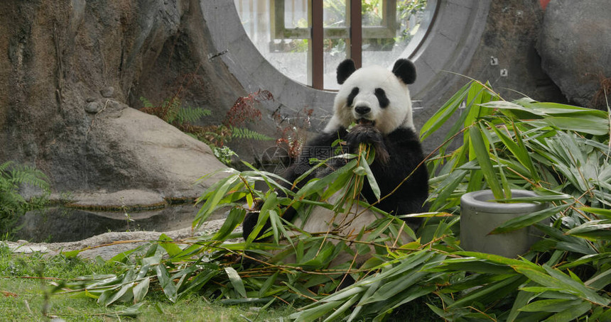 可爱的熊猫在动物园吃竹子图片