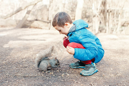 可爱的小男孩喂食灰松鼠图片