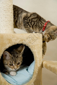 两只在猫爬架上的猫咪图片