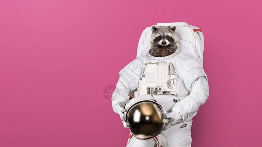 穿太空服的有趣的浣熊宇航员带着戴头盔图片