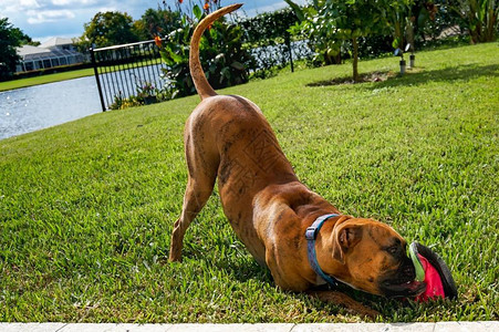 布林德勒拳击犬在草坪图片