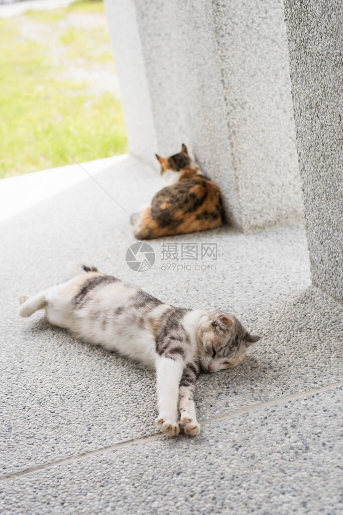 两只猫猫在石柱旁休息图片