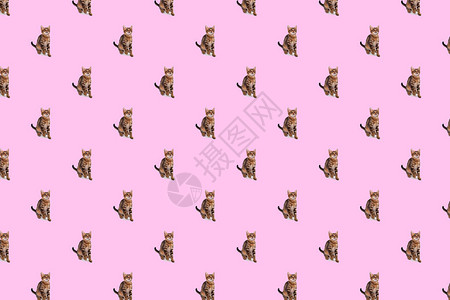 孟加拉小猫元素的粉红背景图片