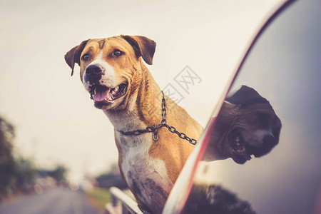 比特犬在皮卡车上旅行图片