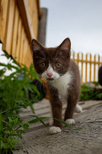 棕色的小猫在院子里散步图片