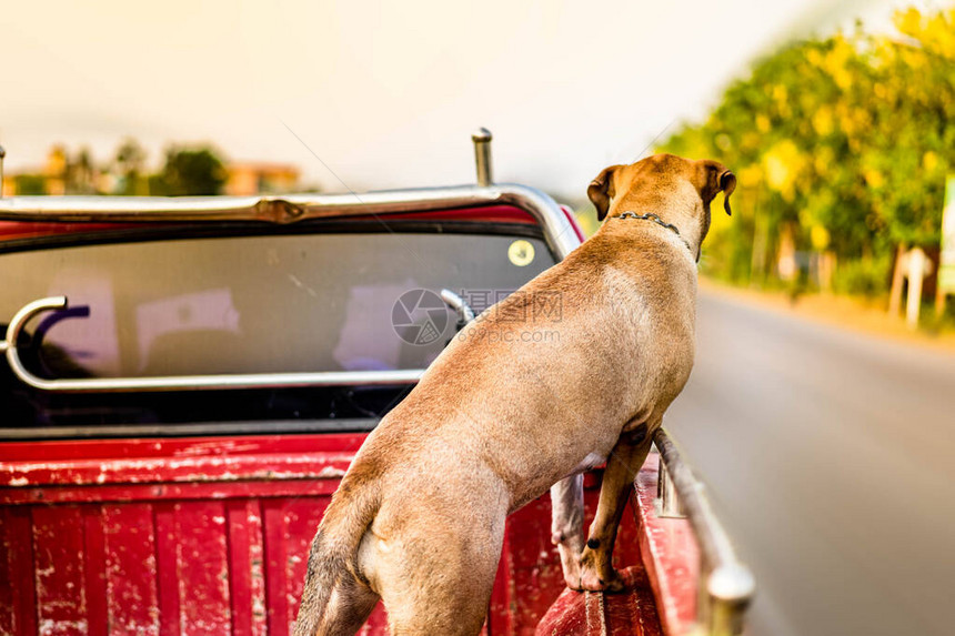 比特犬在皮卡车上旅行图片