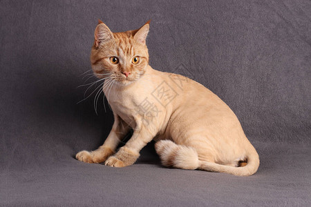 青木猫年轻时尚的金姜图片