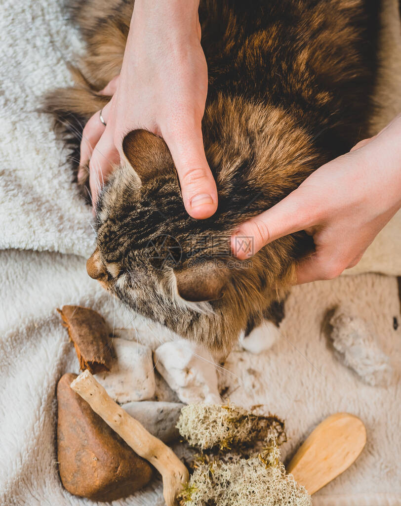 用你的拇指按摩虎斑猫的头图片