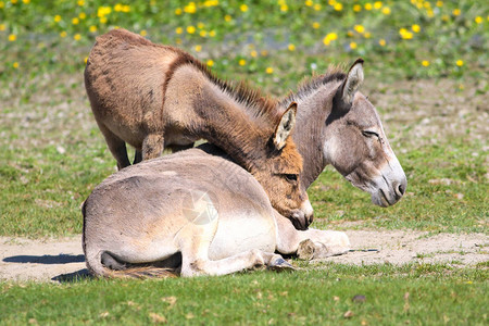 小驴在花草甸上与妈拥抱图片