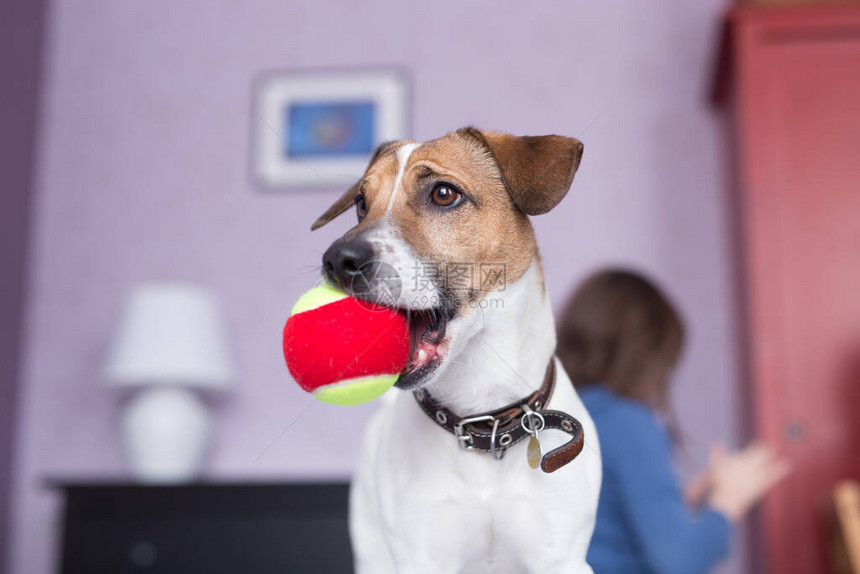 RussellTerrier在室内嚼球狗玩图片