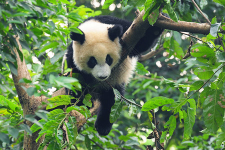 可爱的大熊猫爬树图片