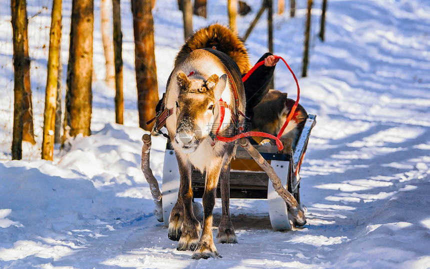 芬兰拉普兰农场罗瓦涅米驯鹿雪橇上的女人圣诞雪橇上的女士在冬季雪橇骑行野生动物园与芬兰北极的雪挪威萨图片