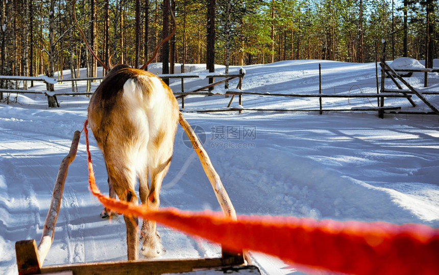 芬兰拉普兰农场罗瓦涅米的驯鹿雪橇在冬天雪橇乘坐野生动物园的圣诞雪橇与雪芬兰北极与挪威萨米图片