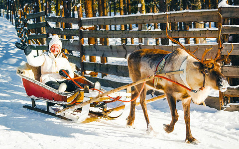 萨默涅米芬兰拉普兰农场罗瓦涅米驯鹿雪橇上的女人圣诞雪橇上的女士在冬季雪橇骑行野生动物园与芬兰北极的雪挪威萨背景