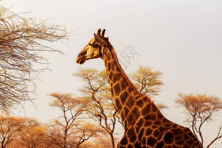 野生非洲动物特写镜头南非长颈鹿或长颈鹿角现存最高的陆生动物和最图片