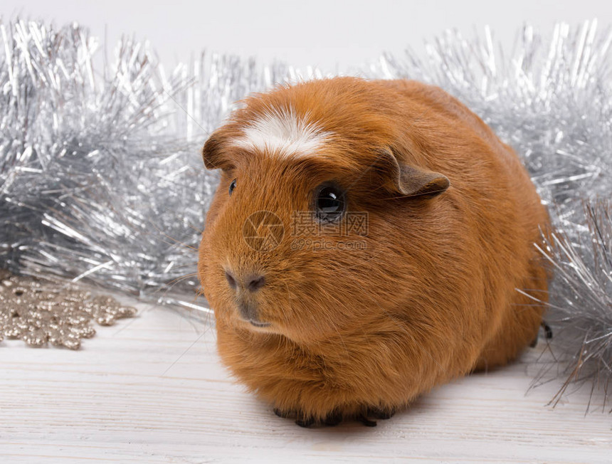 可爱的美国冠冕山顶白鼠在圣诞装饰的图片