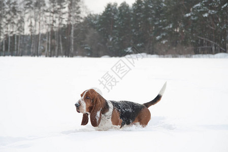 有趣的年轻小贝塞猎犬在深雪中赛跑和玩耍在冬季公图片