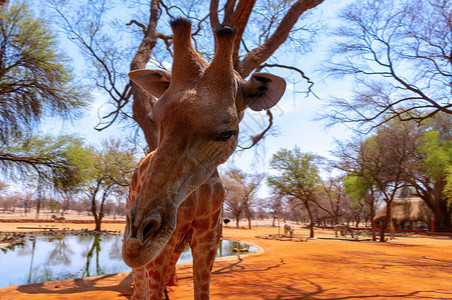 关闭蓝天空背景的纳米比安长颈鹿Namibiangi图片