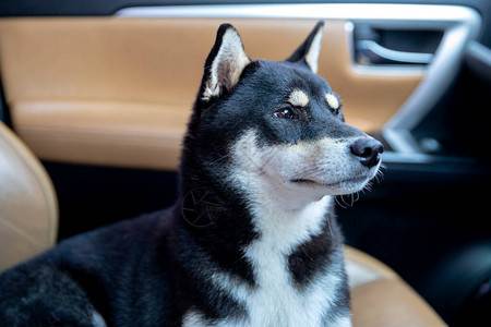 车上的狗一只柴犬品种的狗坐在车里ShibaInu狗在车里图片