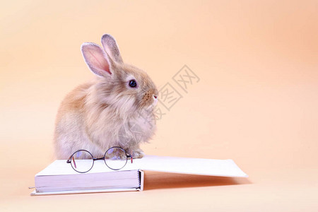 坐在白书上贴着眼镜的可爱兔子图片