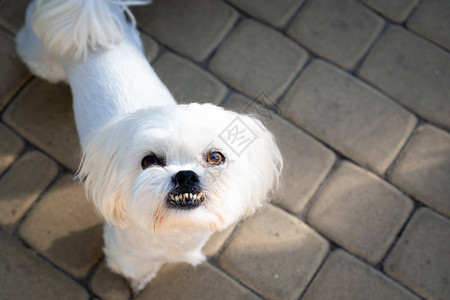 有牙齿和黑眼睛的白色小狗图片