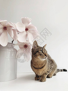 欧洲短发小猫和美丽的鲜花朵图片