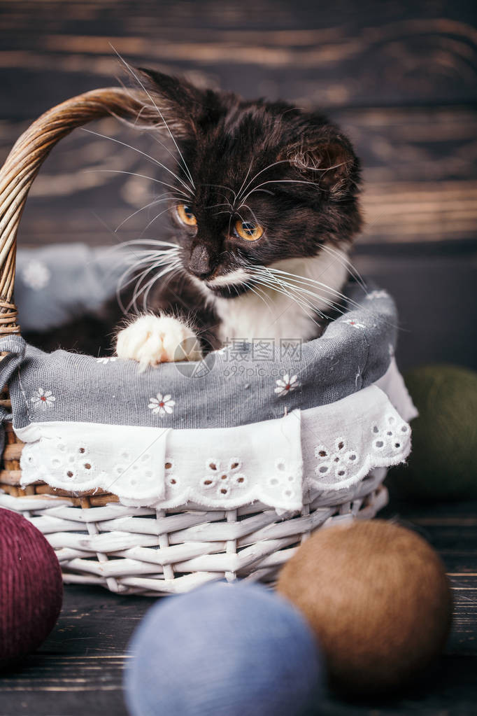 黑白小猫在篮子里一图片