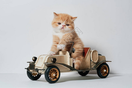 可爱的小猫玩汽车玩具在孤立图片