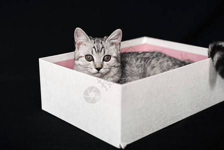 盒子里的猫咪图片