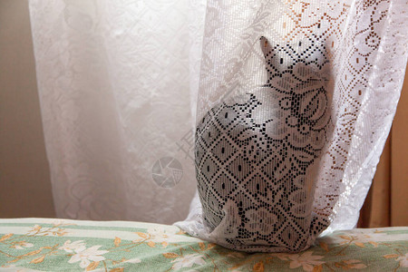 隐藏在半透明白色窗帘后的黑猫高清图片
